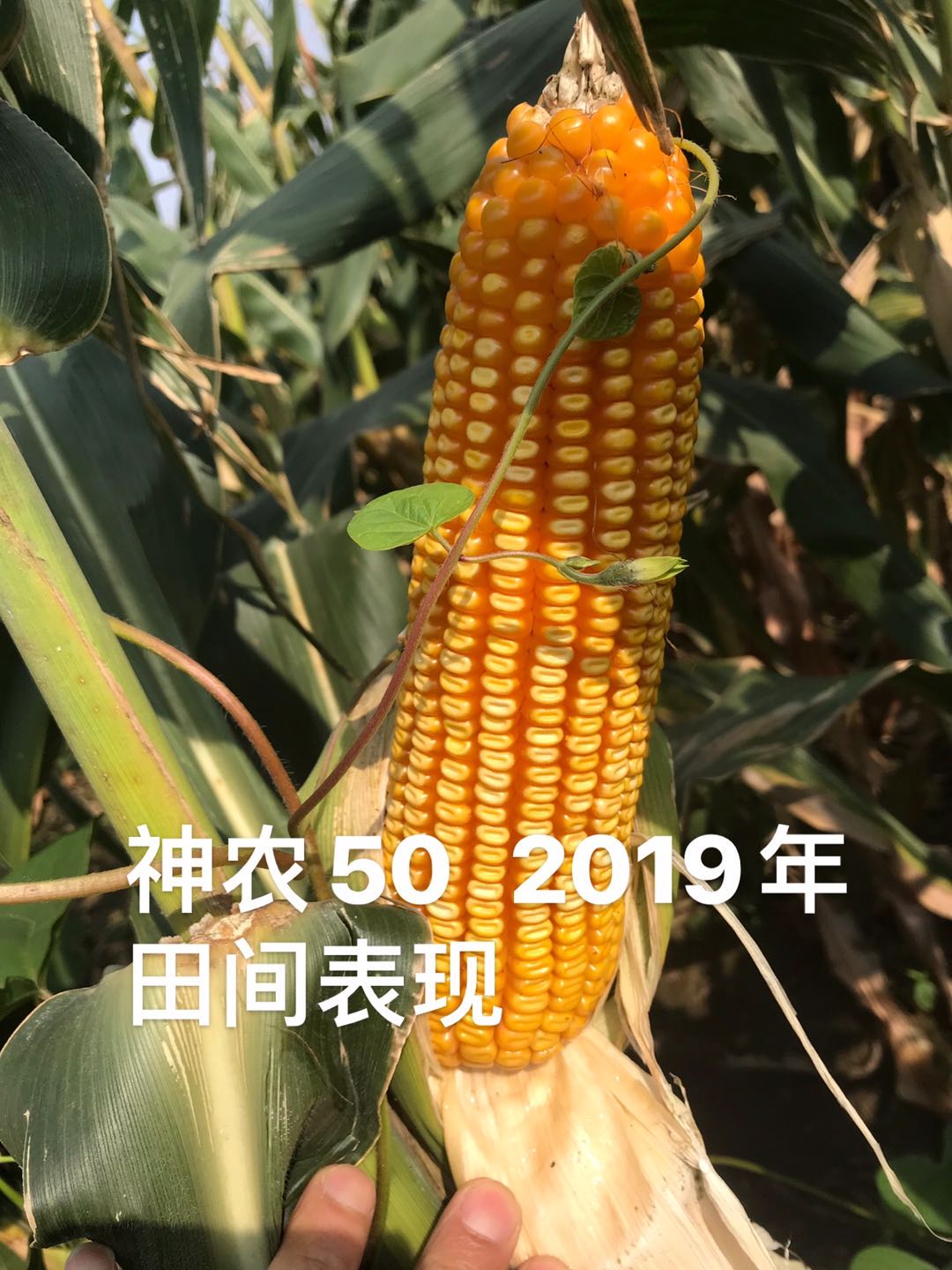 1594865937749613.jpg 1594865937749613.jpg