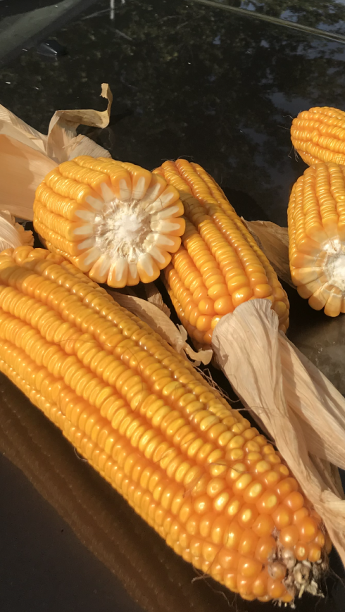 1669016538281384.png 1669016538281384.png